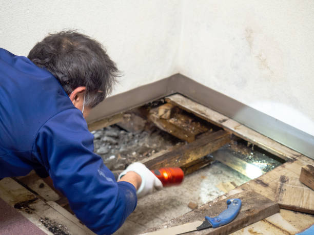 Best Attic Mold Removal  in Longview, WA