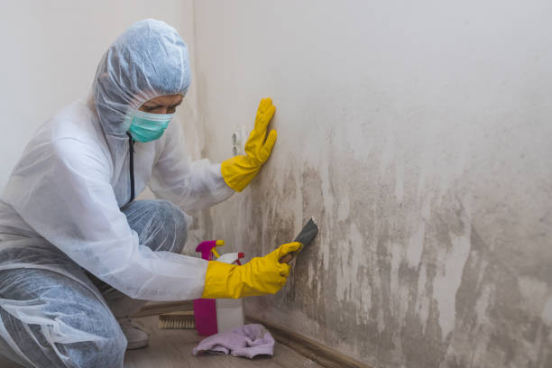 Best Crawl Space Mold Removal  in Longview, WA