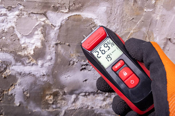Best Mold Removal Near Me  in Longview, WA
