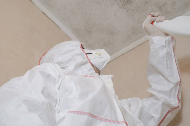  Longview, WA Mold Removal Pros