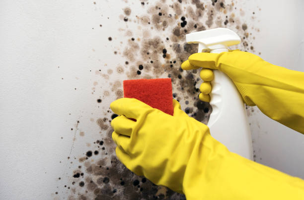 Best Commercial Mold Removal  in Longview, WA