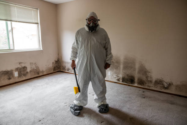 Best Local Mold Removal Service  in Longview, WA