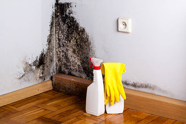 Best Crawl Space Mold Removal  in Longview, WA