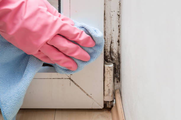 Home Mold Removal in Longview, WA