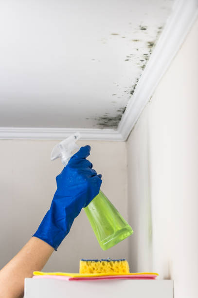 Best Mold Inspection  in Longview, WA
