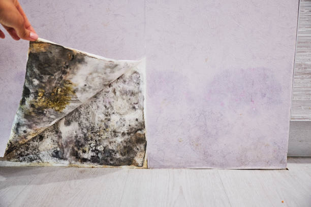 Best Mold Damage Repair  in Longview, WA